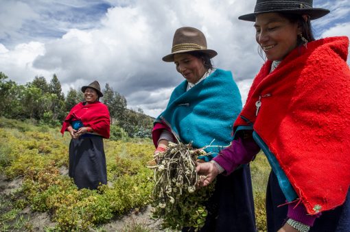 Proyecto Emprende-Q: Mejorando la vida de mujeres indígenas mediante la producción de quinua orgánica